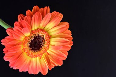 Siyah arka planda güzel Gerbera çiçeğini kapat.