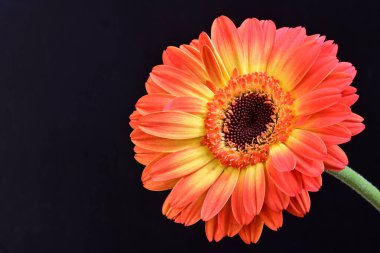 Siyah arka planda güzel Gerbera çiçeğini kapat.