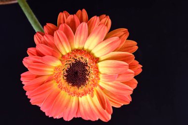 Siyah arka planda güzel Gerbera çiçeğini kapat.