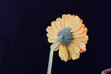 Siyah arka planda güzel Gerbera çiçeğini kapat.