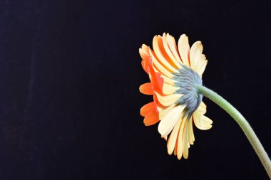 Siyah arka planda güzel Gerbera çiçeğini kapat.