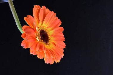 Siyah arka planda güzel Gerbera çiçeğini kapat.