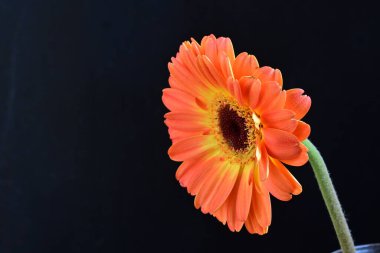 Siyah arka planda güzel Gerbera çiçeğini kapat.