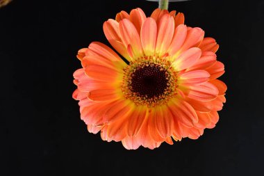 Siyah arka planda güzel Gerbera çiçeğini kapat.