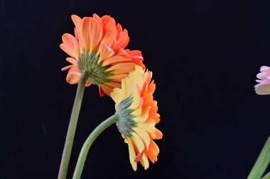 Siyah arka planda güzel Gerbera çiçekleri