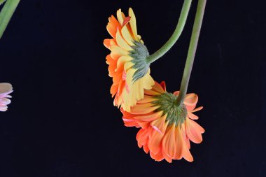 Siyah arka planda güzel Gerbera çiçekleri