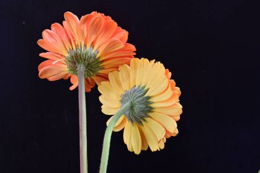 Siyah arka planda güzel Gerbera çiçekleri