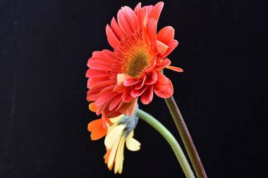Siyah arka planda güzel Gerbera çiçekleri