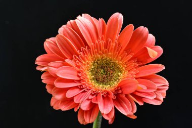 Siyah arka planda güzel Gerbera çiçeğini kapat.