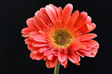 Siyah arka planda güzel Gerbera çiçeğini kapat.
