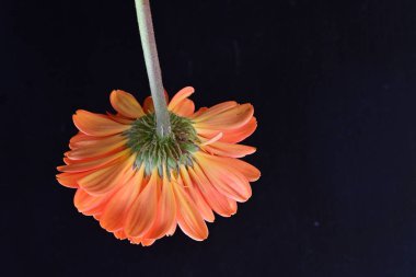 Siyah arka planda güzel Gerbera çiçeğini kapat.