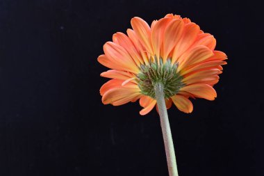 Siyah arka planda güzel Gerbera çiçeğini kapat.