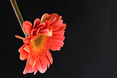 Siyah arka planda güzel Gerbera çiçeğini kapat.