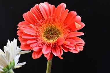 Siyah arka planda güzel Gerbera çiçekleri