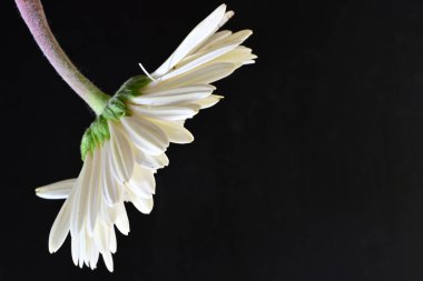 Siyah arka planda güzel Gerbera çiçeğini kapat.