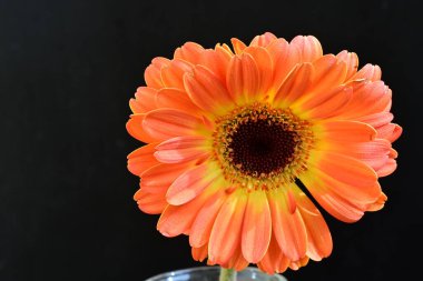 Siyah arka planda güzel Gerbera çiçeğini kapat.