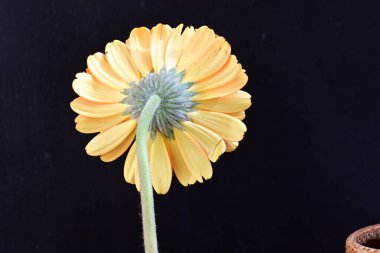 Siyah arka planda güzel Gerbera çiçeğini kapat.