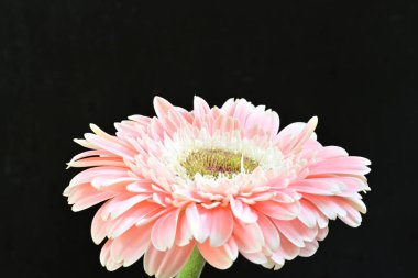 Siyah arka planda güzel Gerbera çiçeğini kapat.