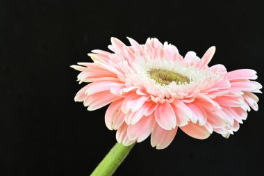 Siyah arka planda güzel Gerbera çiçeğini kapat.