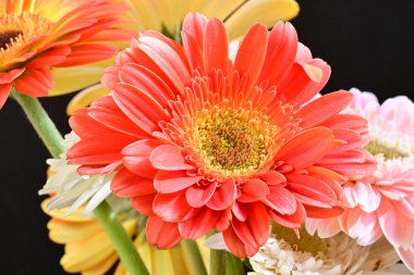 Siyah arka planda güzel Gerbera çiçekleri