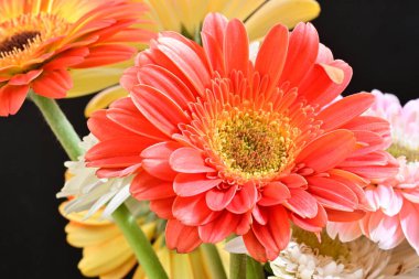 Siyah arka planda güzel Gerbera çiçekleri