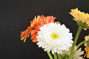 Siyah arka planda güzel Gerbera çiçekleri