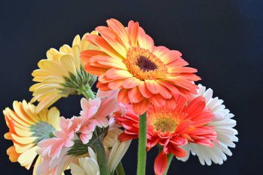 Siyah arka planda güzel Gerbera çiçekleri