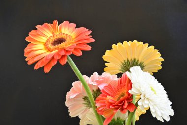 Siyah arka planda güzel Gerbera çiçekleri
