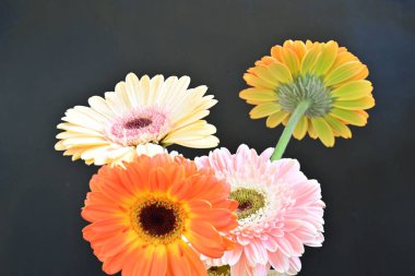 Siyah arka planda güzel Gerbera çiçekleri