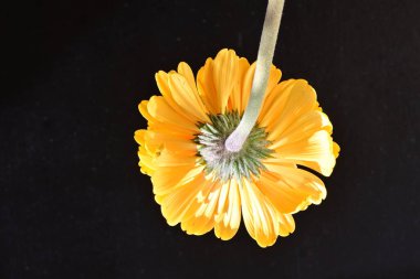 Güzel Gerbera çiçeği siyah arkaplanda