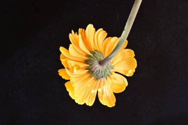 Güzel Gerbera çiçeği siyah arkaplanda