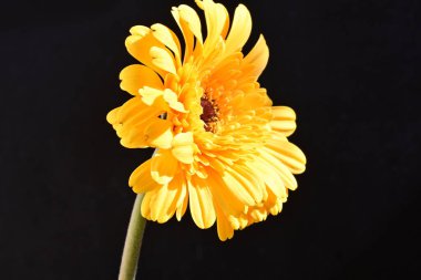 Güzel Gerbera çiçeği siyah arkaplanda