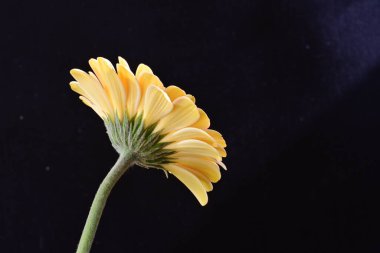 Güzel Gerbera çiçeği siyah arkaplanda