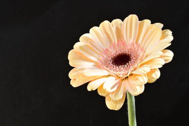 Güzel Gerbera çiçeği siyah arkaplanda