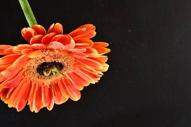 Güzel Gerbera çiçeği siyah arkaplanda