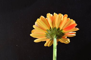 Güzel Gerbera çiçeği siyah arkaplanda