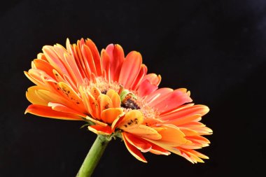 Güzel Gerbera çiçeği siyah arkaplanda