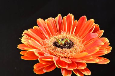 Güzel Gerbera çiçeği siyah arkaplanda