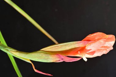 siyah arka plan üzerinde güzel Glayöl çiçek