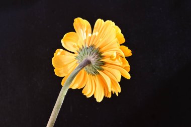 Güzel Gerbera çiçeği siyah arkaplanda