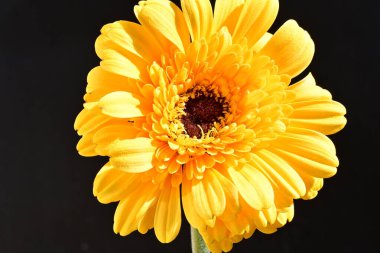 Güzel Gerbera çiçeği siyah arkaplanda