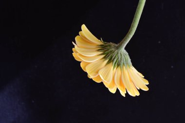 Güzel Gerbera çiçeği siyah arkaplanda