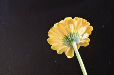 Güzel Gerbera çiçeği siyah arkaplanda