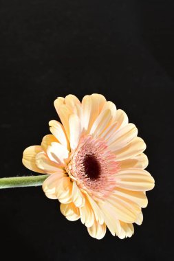 Güzel Gerbera çiçeği siyah arkaplanda