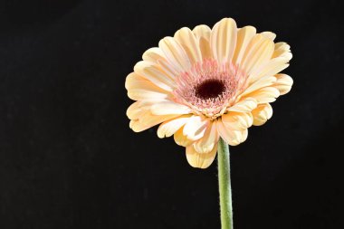 Güzel Gerbera çiçeği siyah arkaplanda
