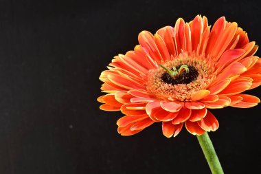 Güzel Gerbera çiçeği siyah arkaplanda
