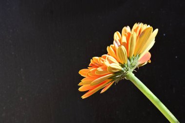 Güzel Gerbera çiçeği siyah arkaplanda