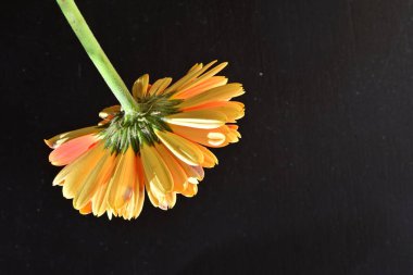 Güzel Gerbera çiçeği siyah arkaplanda