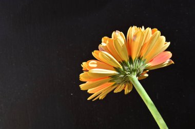 Güzel Gerbera çiçeği siyah arkaplanda