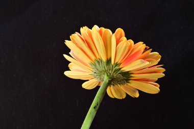Güzel Gerbera çiçeği siyah arkaplanda